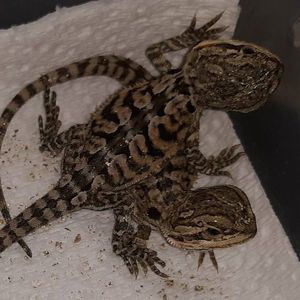 Meet your Posher, Gabriel